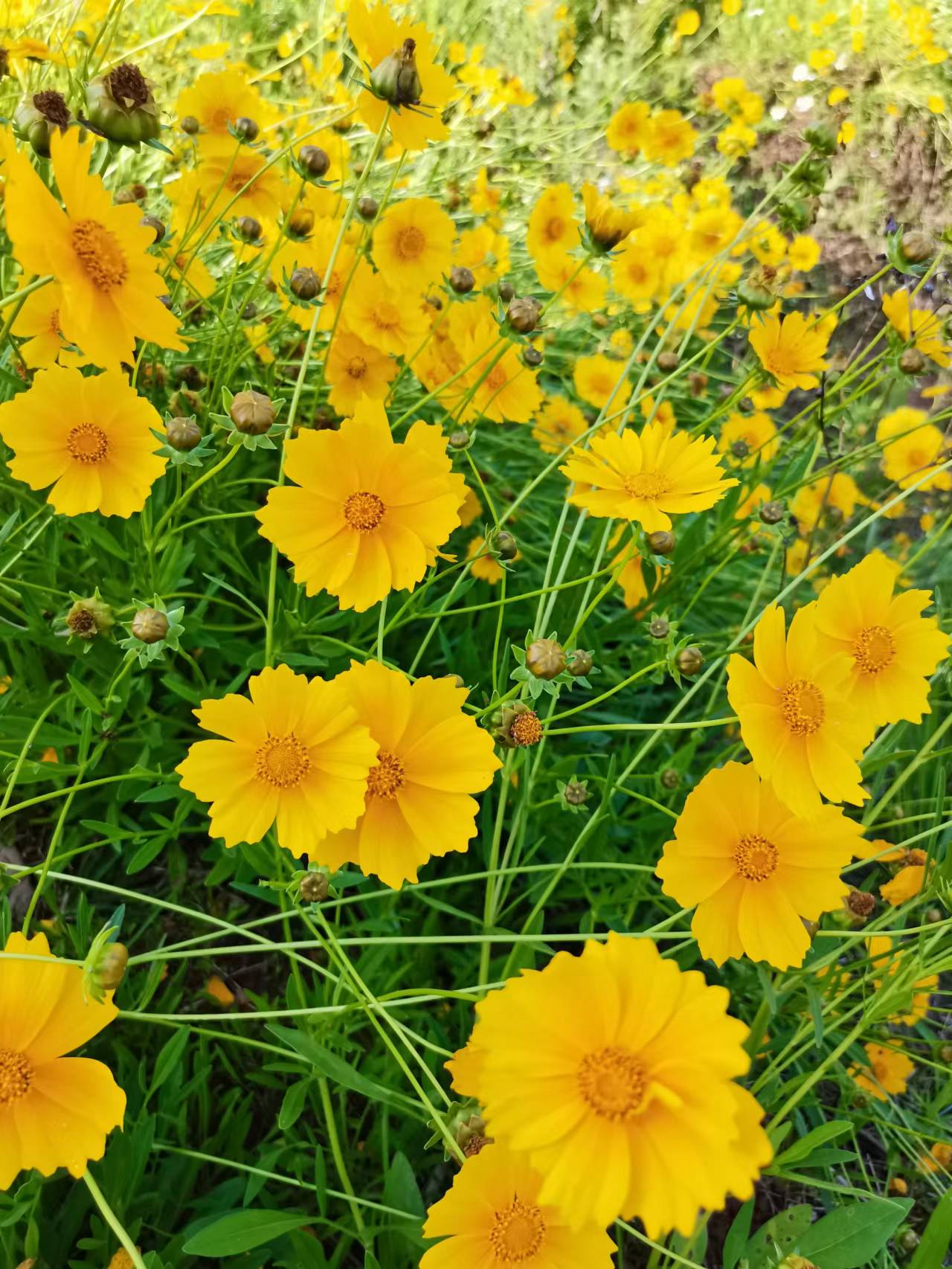 天府新区天府花香谷,成都天府新区花谷