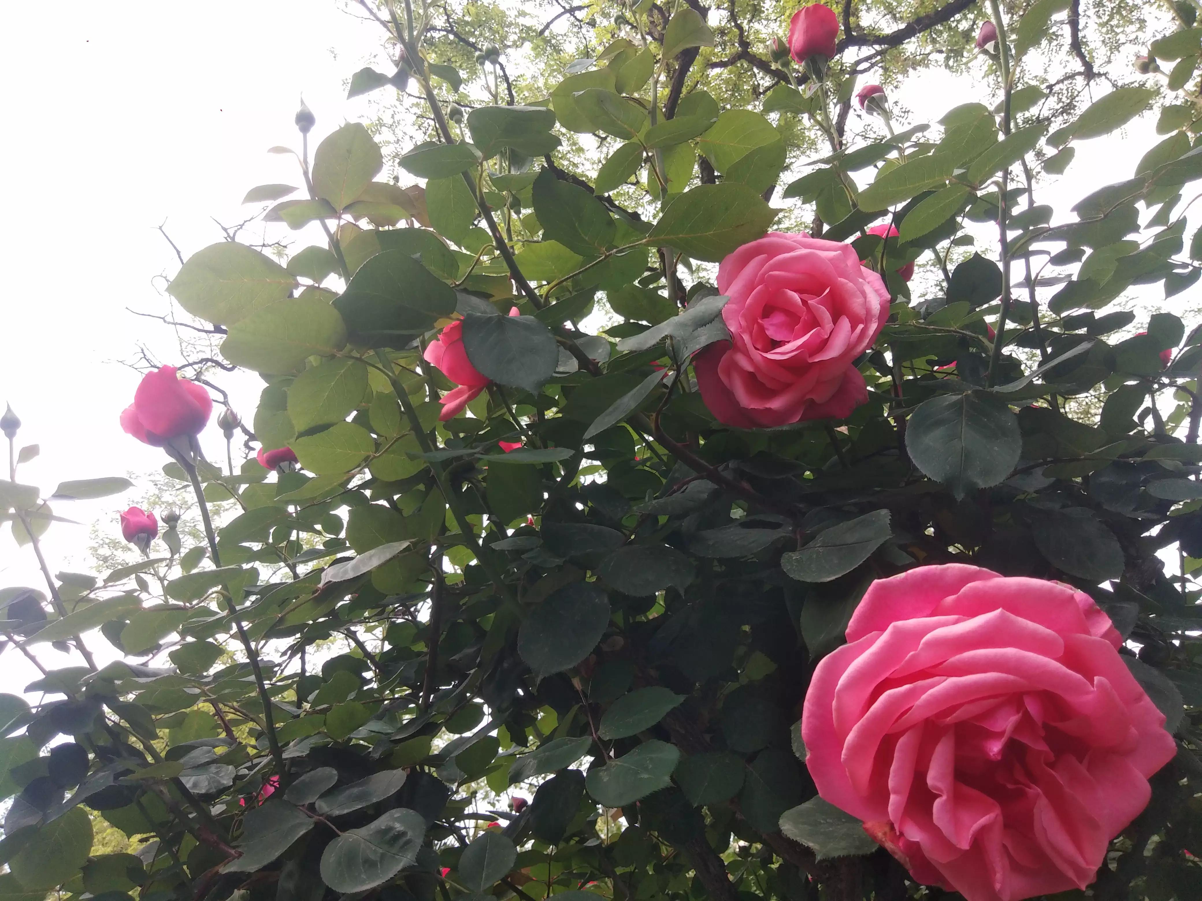 赠人玫瑰手有余香的英语,赠人玫瑰手有余香作文