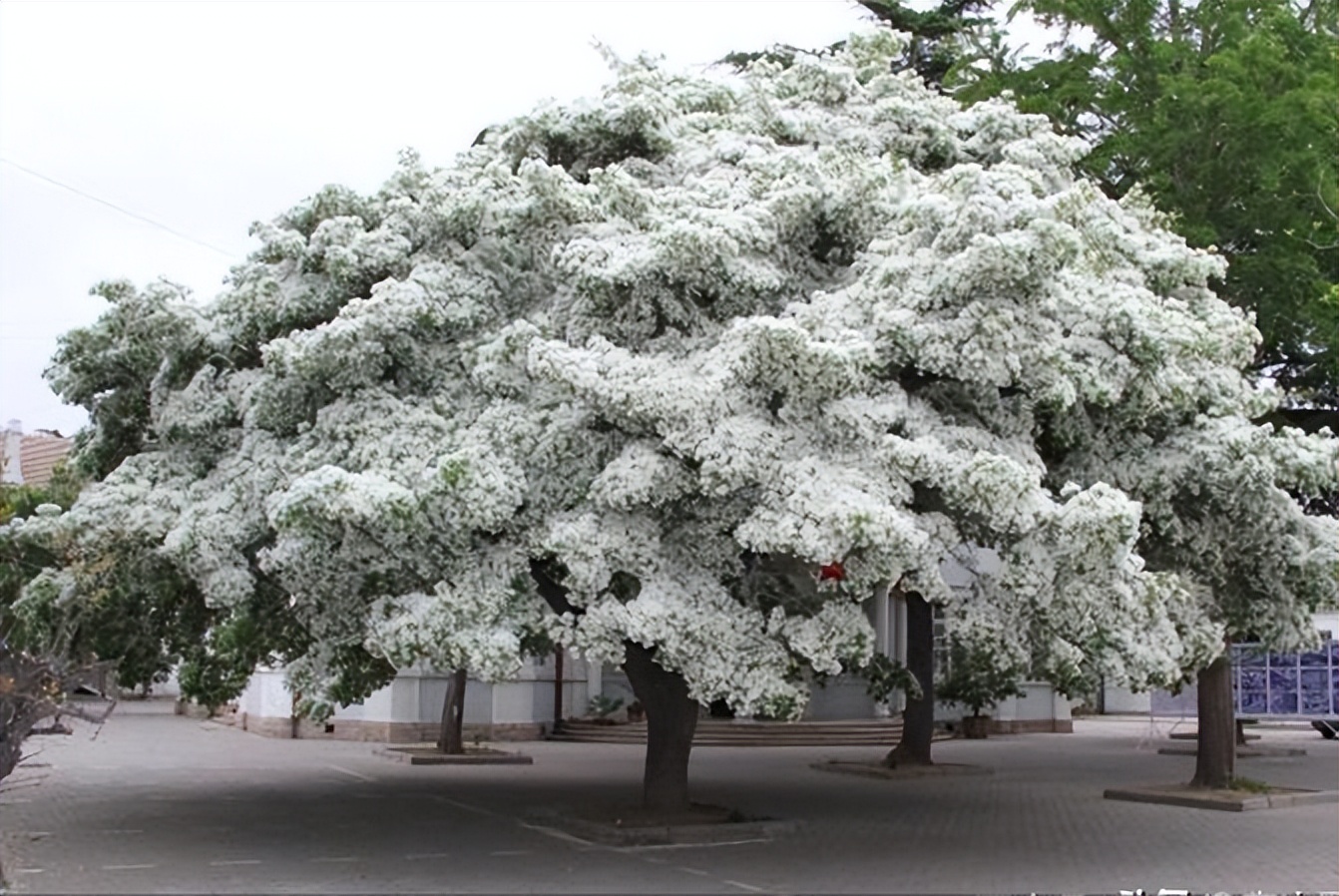 50亩山地种什么经济效益好,山东适合种的水果树种植