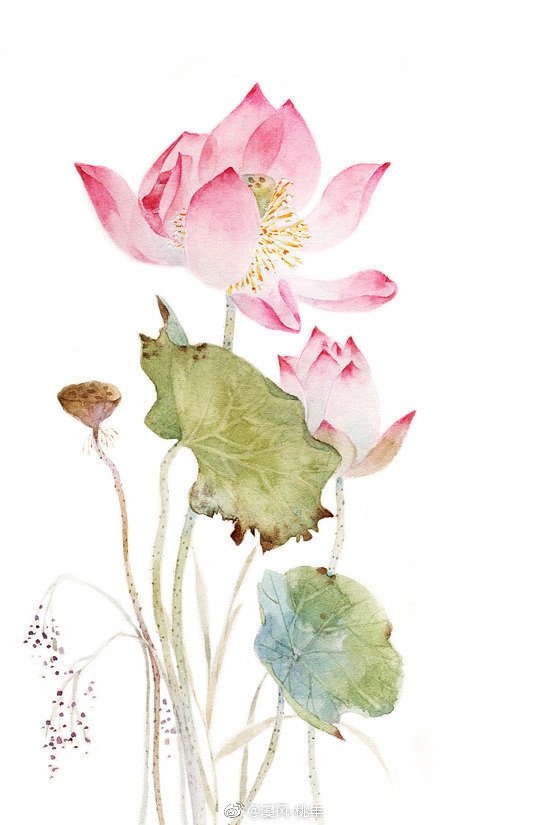 十首最美荷花诗词,最有韵味的荷花十首诗词