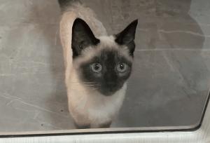 最皮实的猫是什么品种,哪种猫适合新手养比较便宜还好看