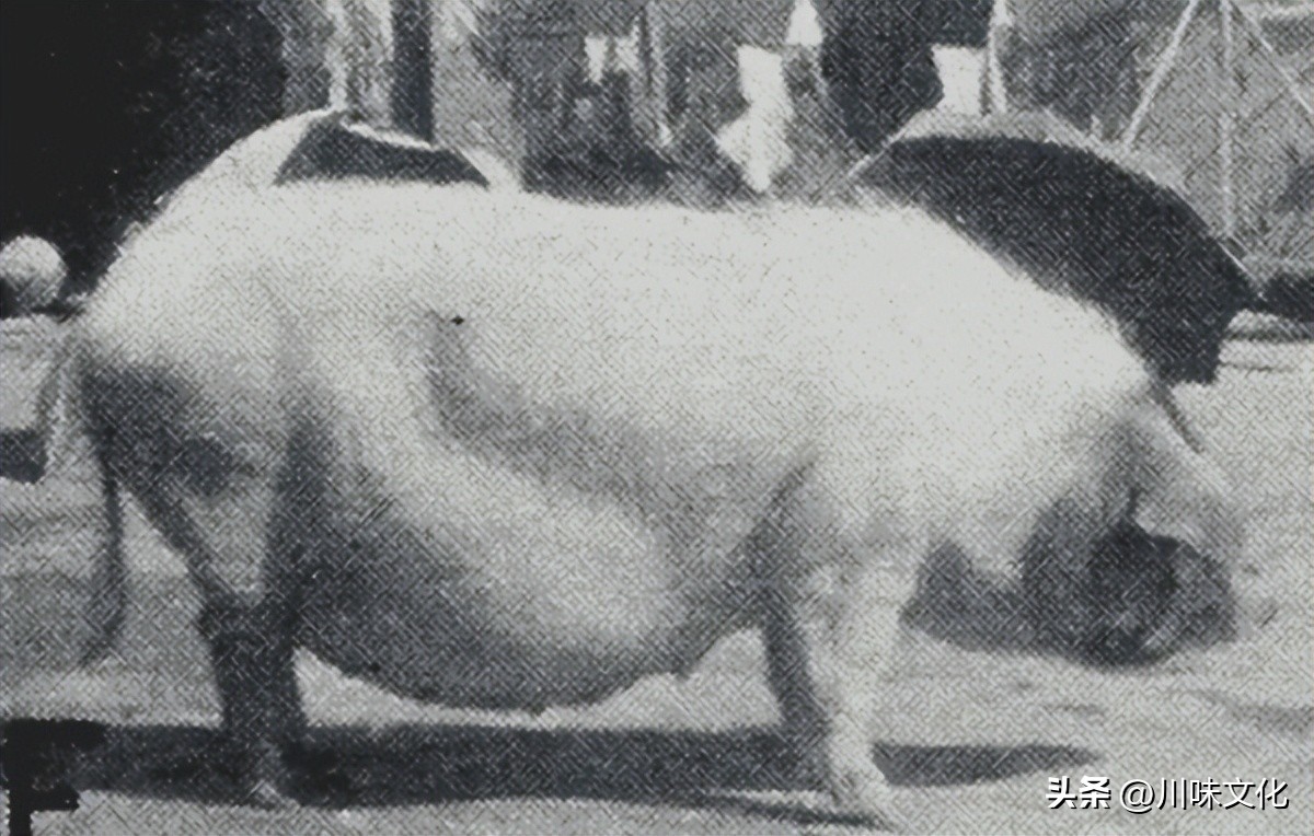 川猪变种记（中）转折