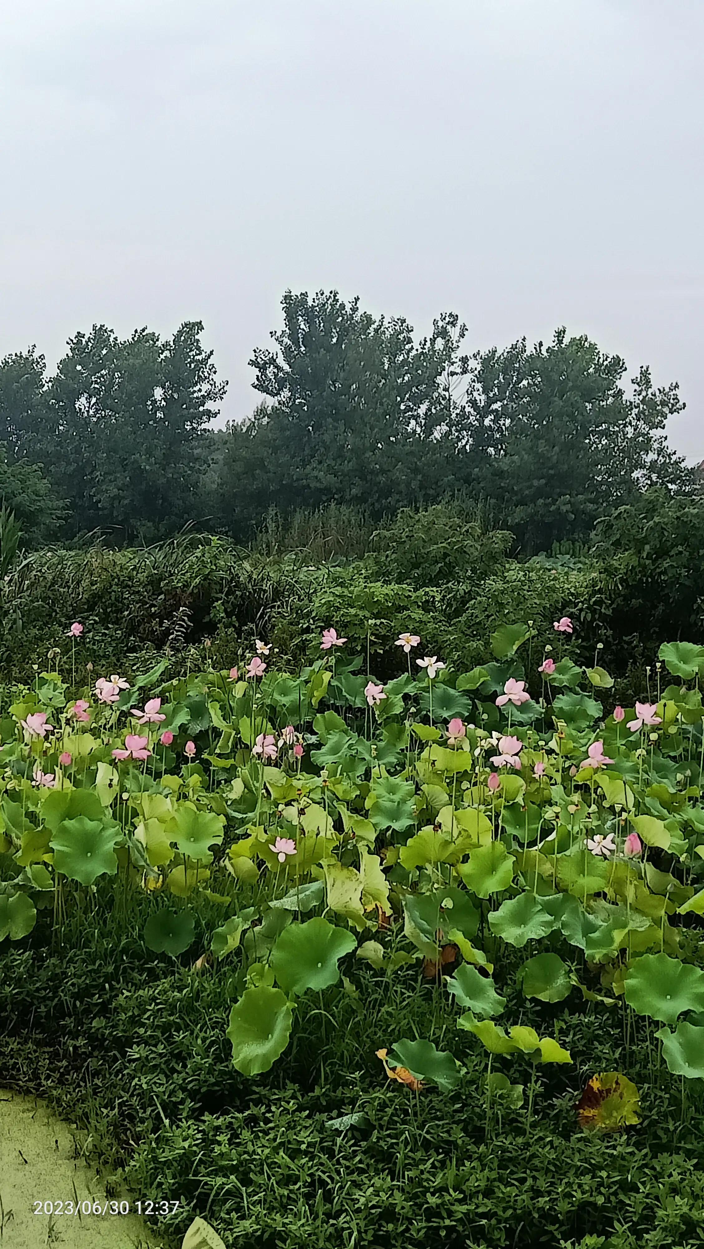 沌口海尔工业园叉车,武汉市蔡甸区东荆河路海尔工业园