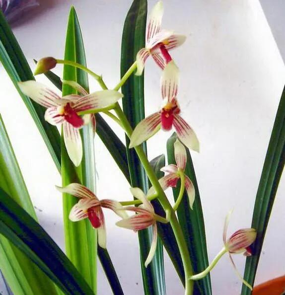 目前云南昭通有多少作家,昭通十大作家