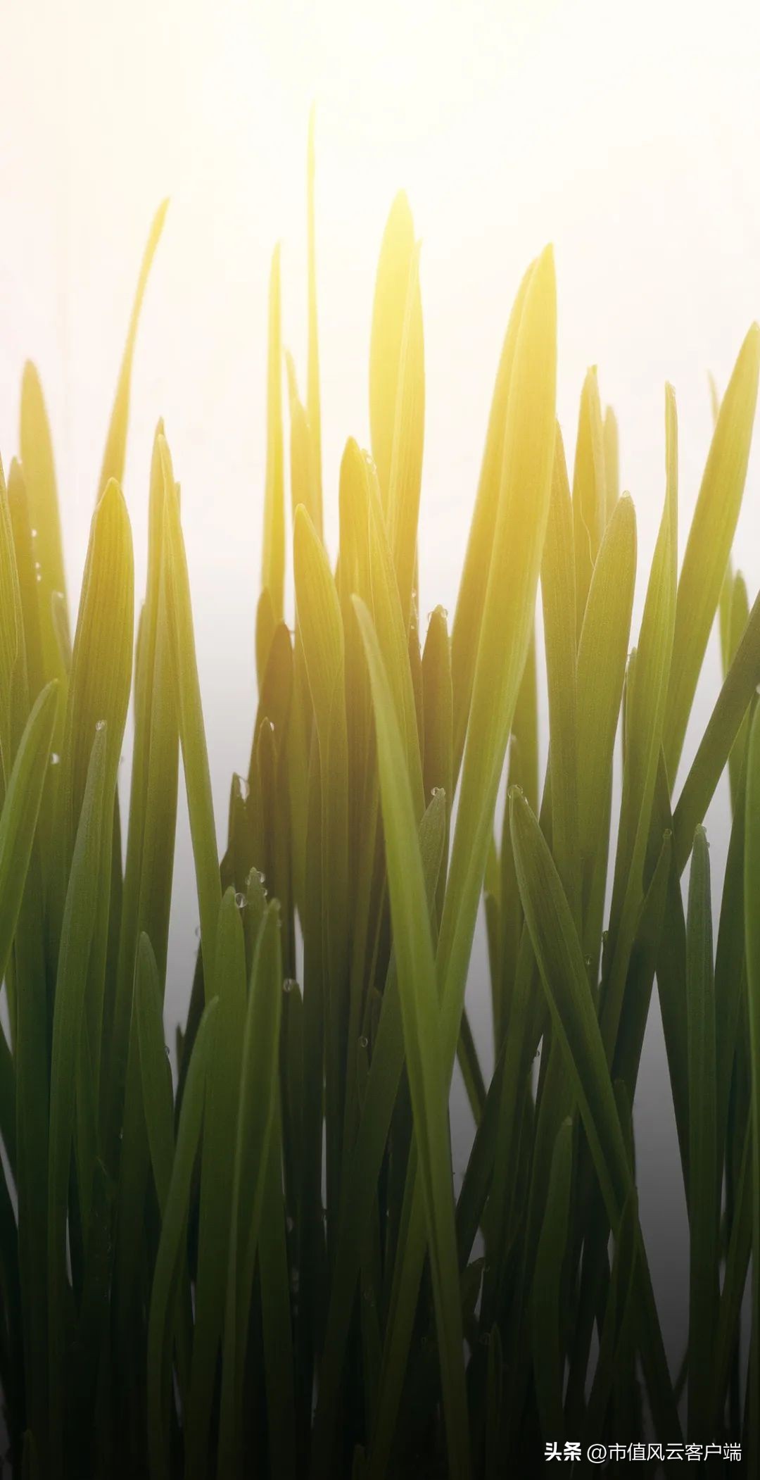 持牌割韭菜：高乐股份上市13年一分钱没赚，但实控人家族已满嘴肥油