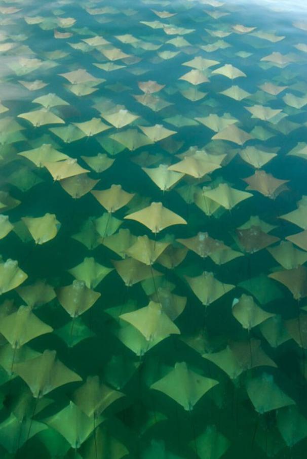 水下世界神秘视频,让人惊叹的水下视频