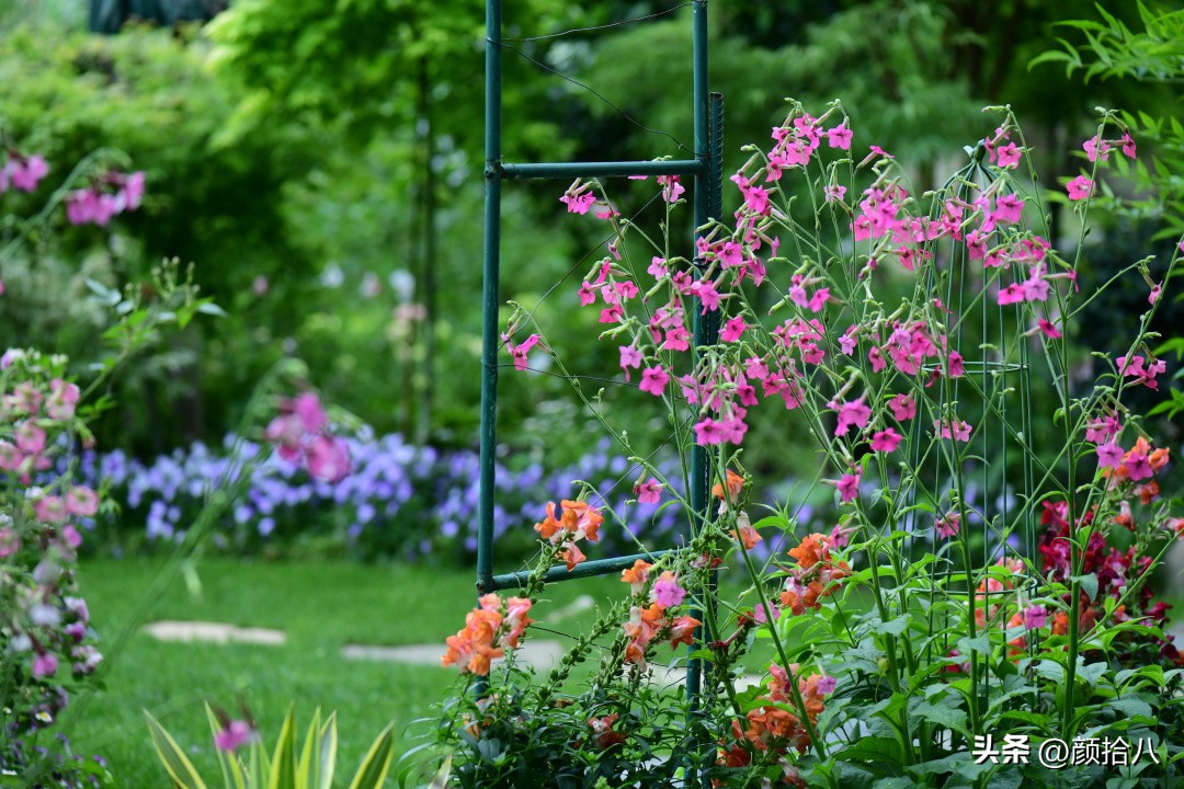 冬天开花的室外花卉盆栽,温室盆栽观花花卉植物