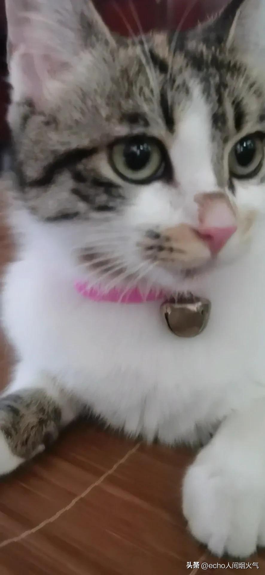 猫狗乱拉尿拉屎怎么办？