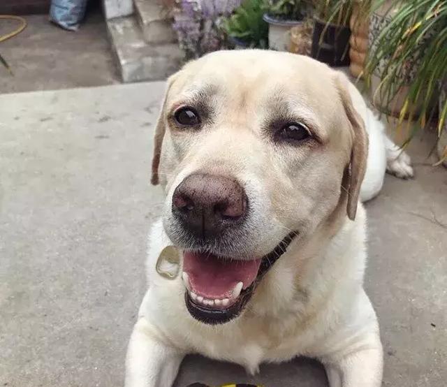 拉布拉多优缺点大全,拉布拉多的优点和缺点真实版