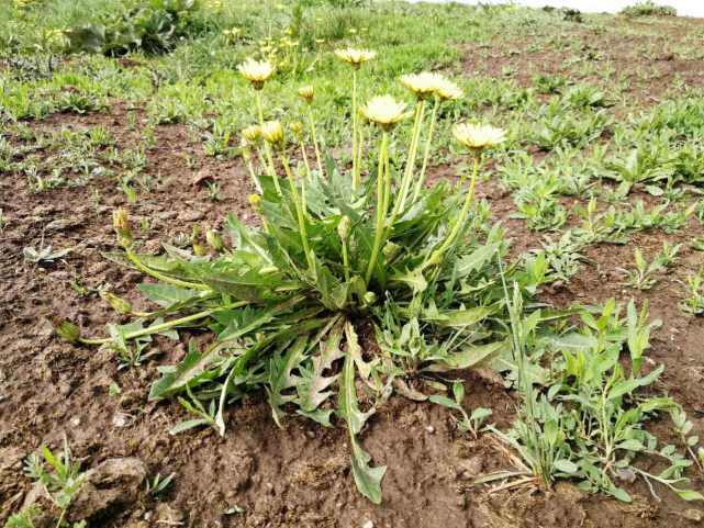 寻找替代来源，固特异和美国防部合作，从蒲公英中制造天然橡胶