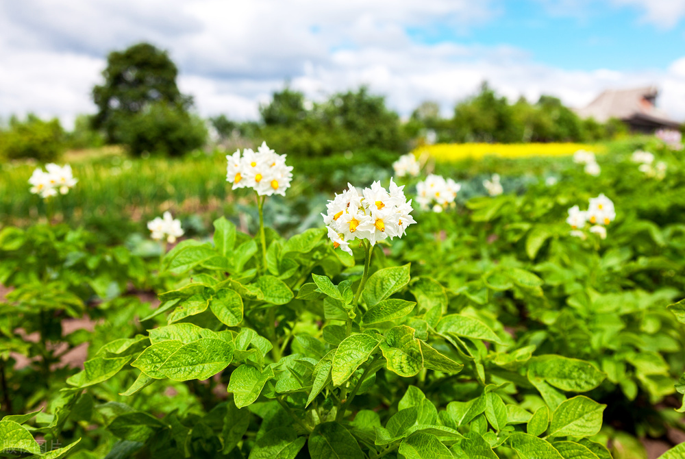土豆怎么种植才能高产呢教程,土豆种植技术和培土方法