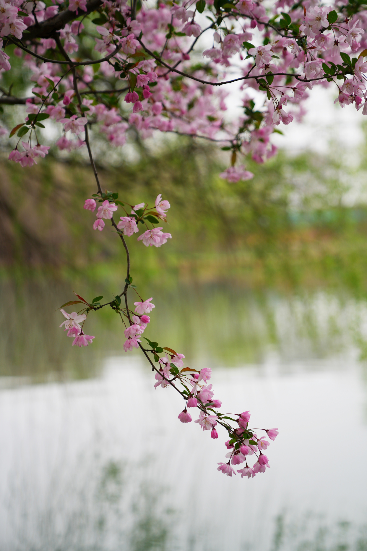 扬州值得去的森林公园,扬州十大免费公园