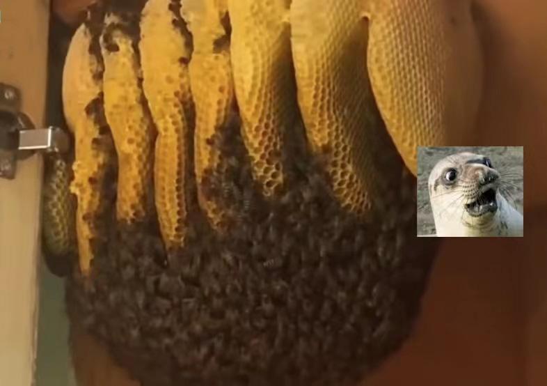 家中飞进蜜蜂半小时被筑超大蜂巢,家里出现巨型蜜蜂窝