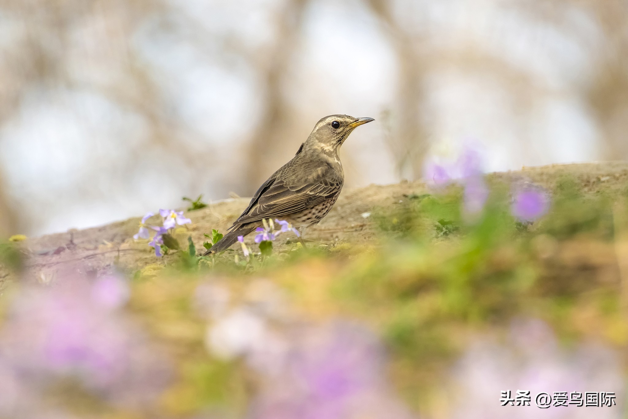 富士xh2s必备镜头,富士x-h2s配人像镜头