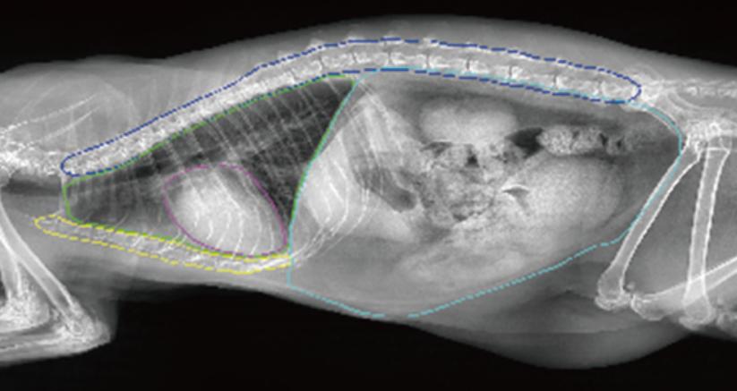 在北美，狗比人还“卷”？