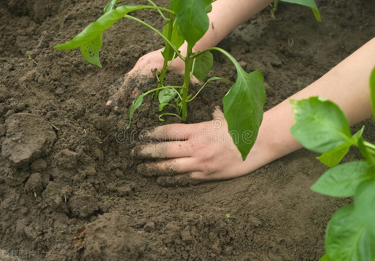辣椒苗晴天种还是下雨天种好,辣椒苗是雨天移植好还是晴天移植