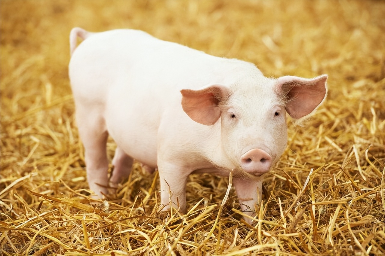 生猪产业发展调研报告,广西2024生猪产业调研