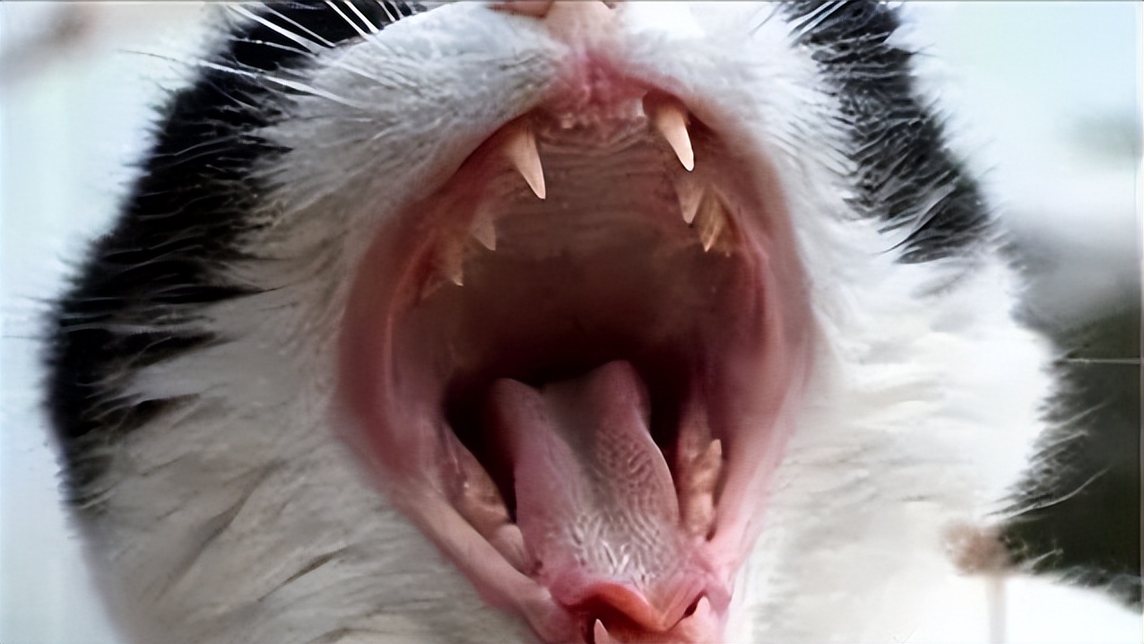 猫咪会长铁线虫吗,猫咪会长蛀牙吗