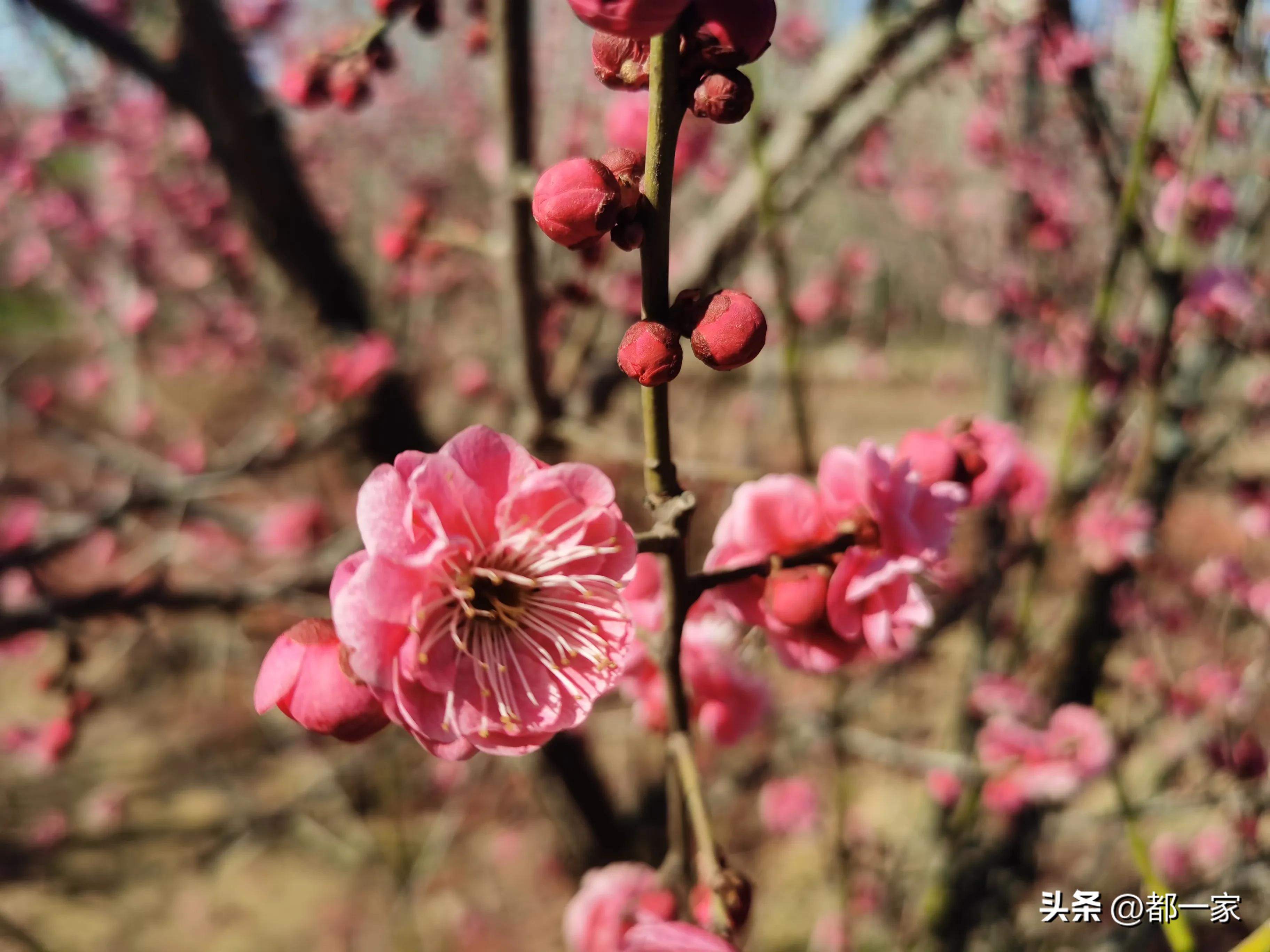 郑州碧沙岗公园赏梅花,春风又至郑州迎来极佳赏梅季