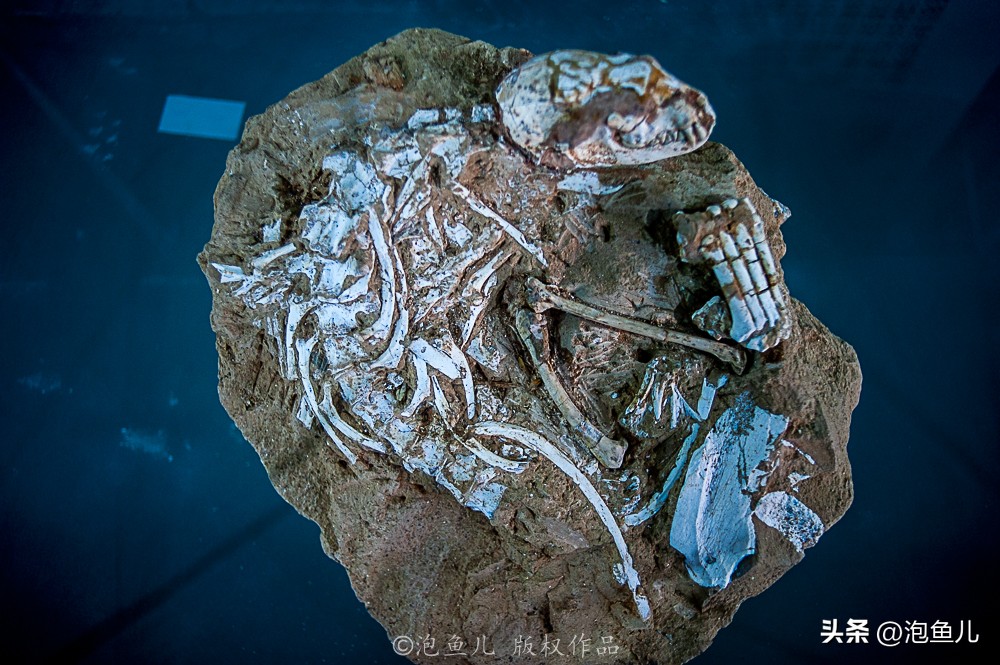 湖北大山发现30万枚恐龙蛋！村民竟拿去垒猪圈，这也太魔幻了吧