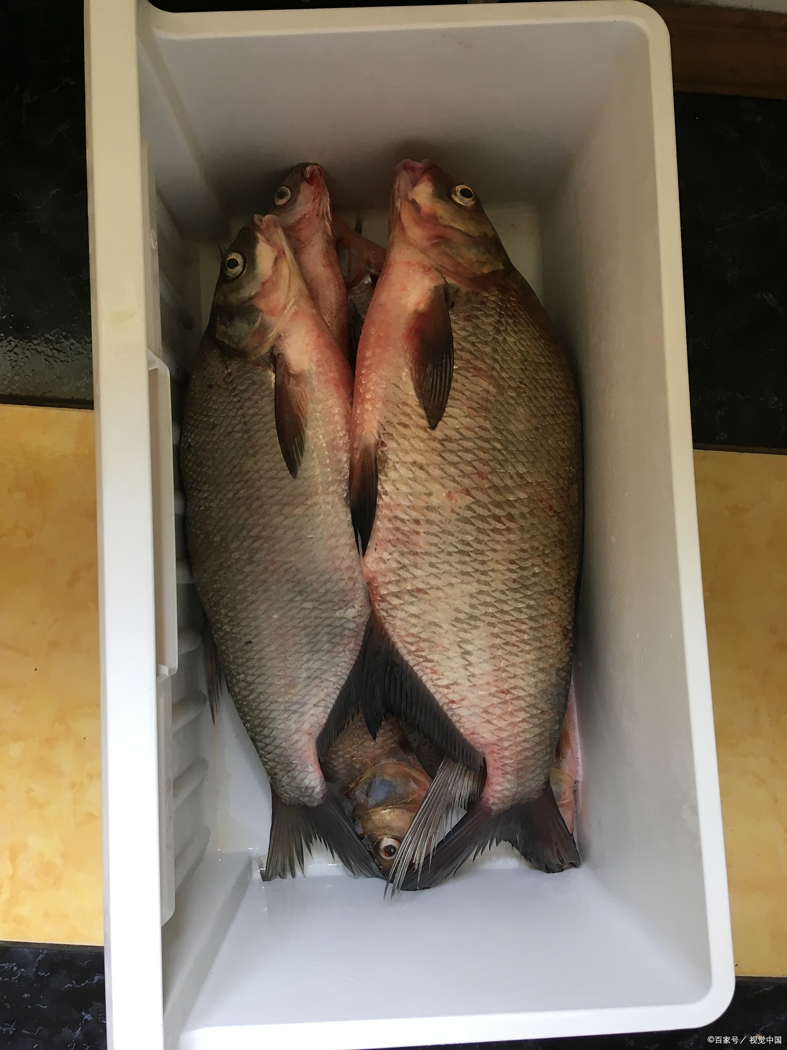 淡水红鲳鱼喜欢吃什么,红鲳鱼的肉为什么是黄色的能吃吗