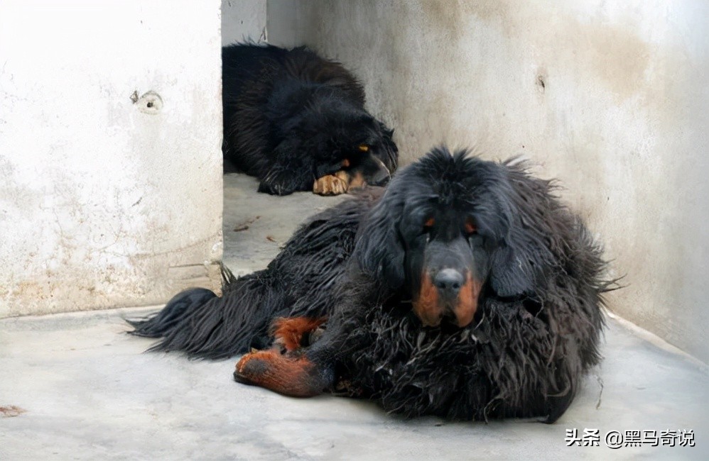 濒临灭绝藏獒,藏獒濒临灭绝