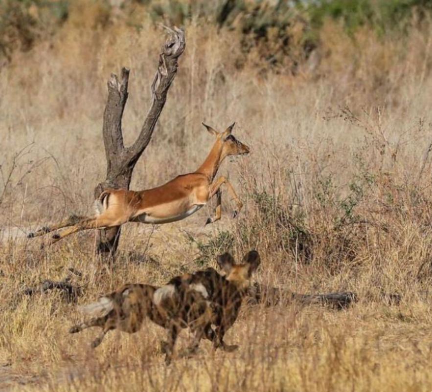 进击的狗群：非洲野狗在三年内，干掉了五十多只狒狒