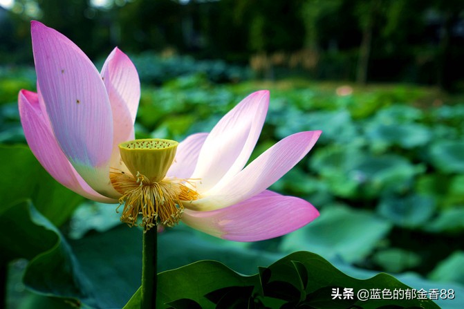 无名河我心中的伊甸园,画出我心中的伊甸园