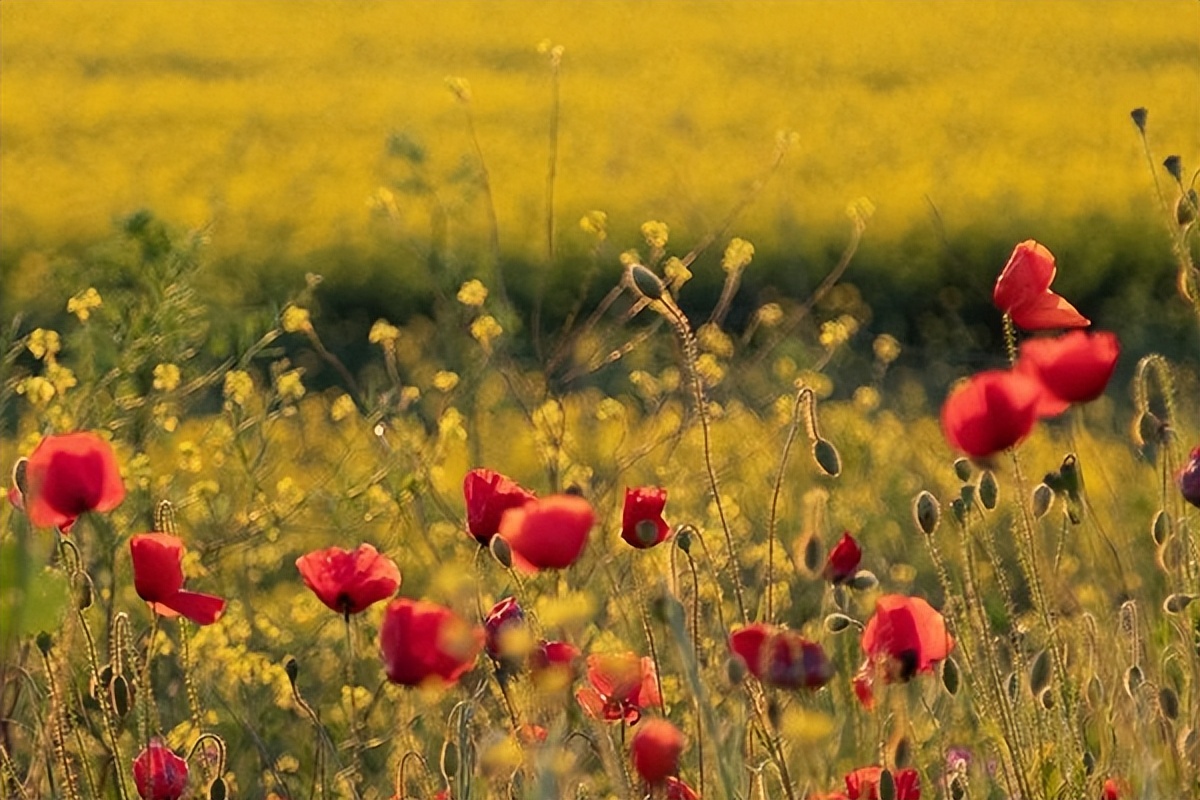良好的咨访关系,是心理咨询成功的一半