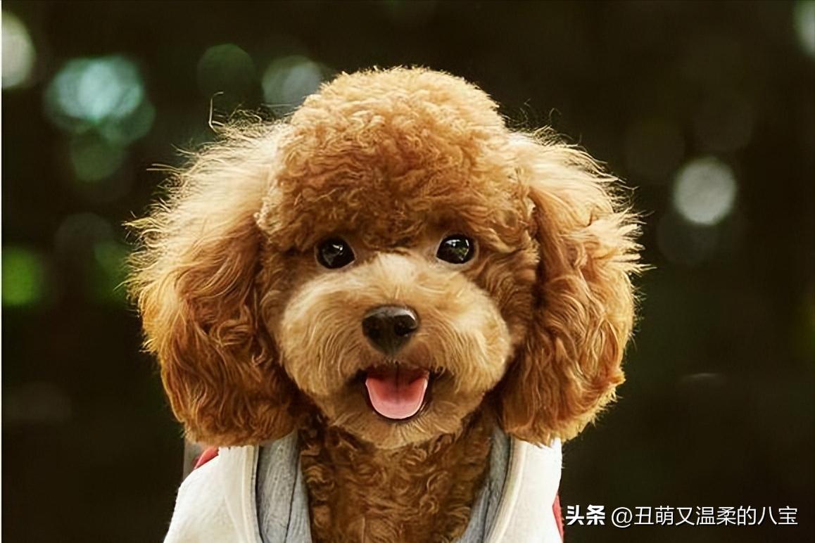 泰迪拉稀最佳治疗方法,成年泰迪突然拉稀带血怎么治疗