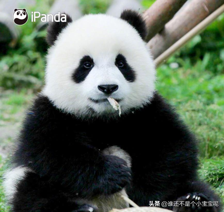 大熊猫皓月和花花,大熊猫花花有几个绯闻男友