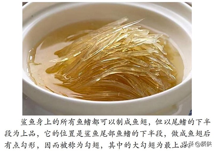 人类为什么只吃鲨鱼,为什么人类只吃鱼翅