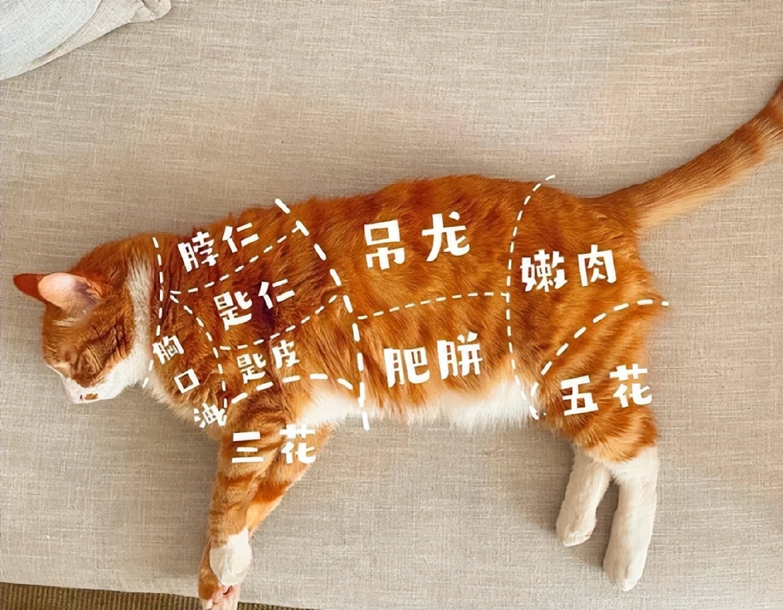 太香？太臭？猫咪排泄物的入药黑历史！