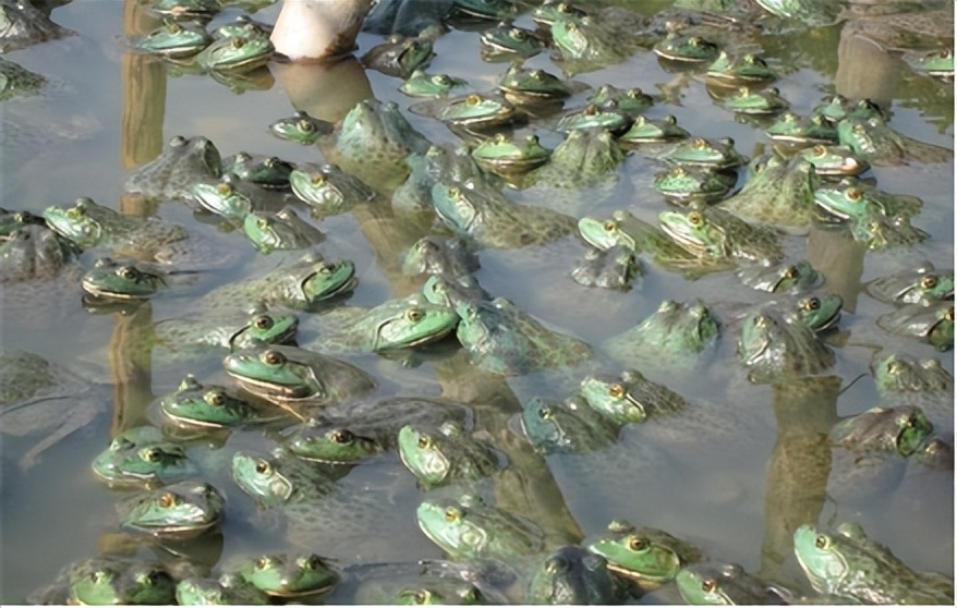 钟老板怎么样好用吗,牛蛙破头烂脚是什么病