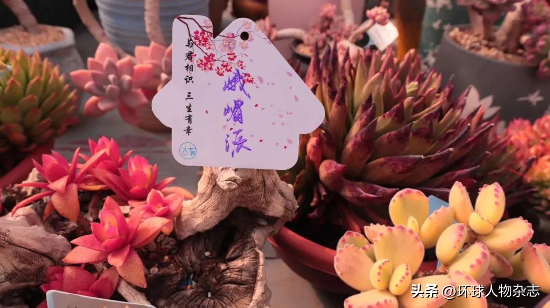 江苏姑娘养多肉,山东女子在家养千盆多肉