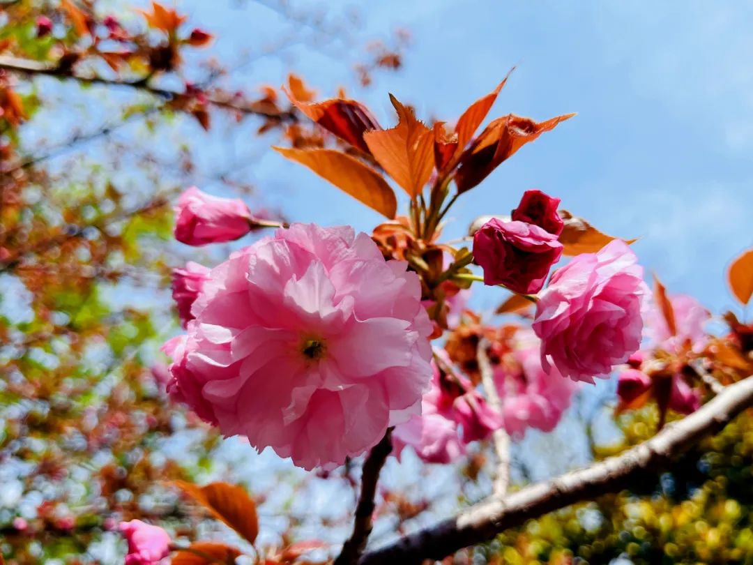 271教育|芳菲万里等你相遇——第一山无限*光春**好