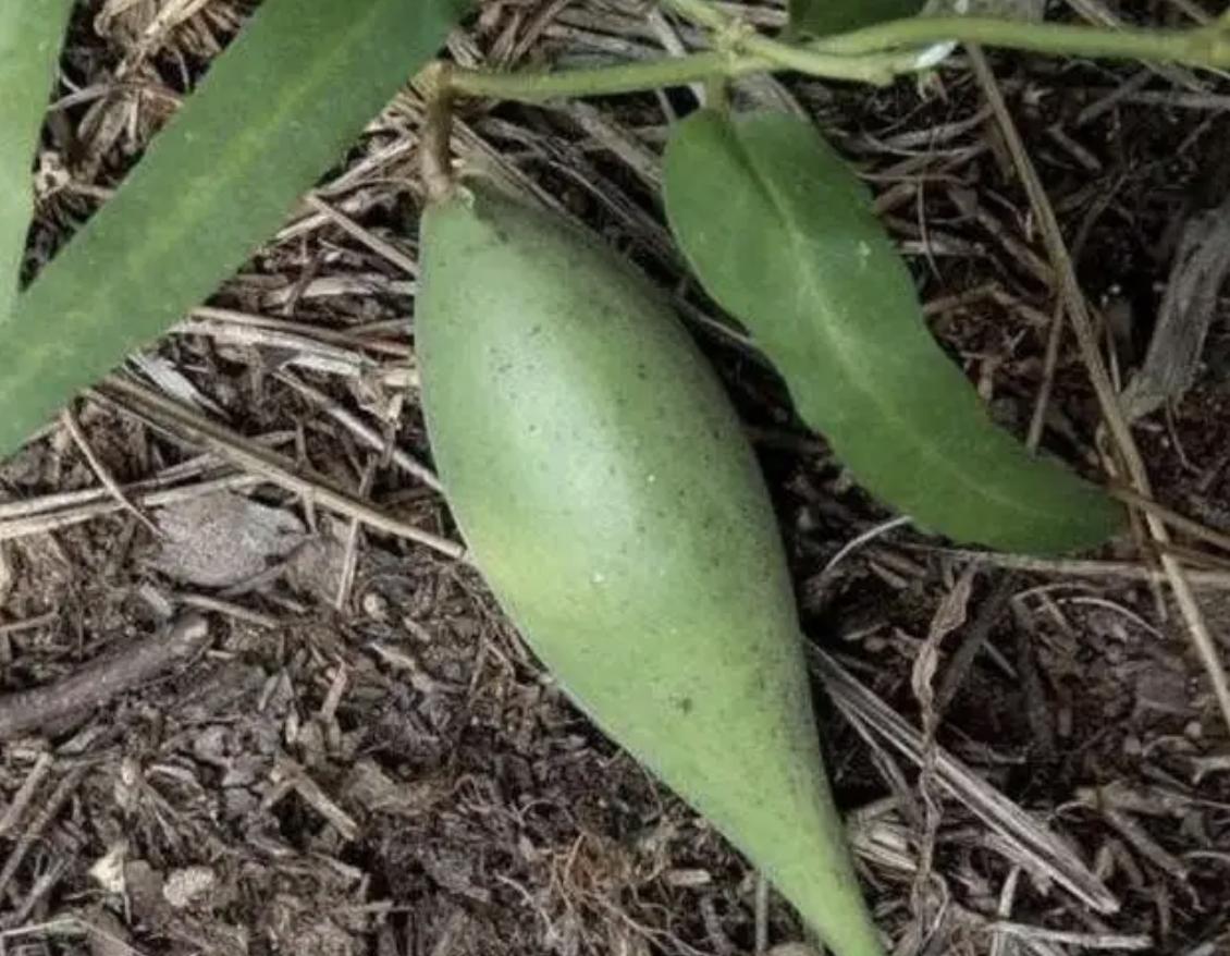 在农村路旁，若是碰到1种“羊奶瓜”，别乱踩踏，价值堪比甜瓜