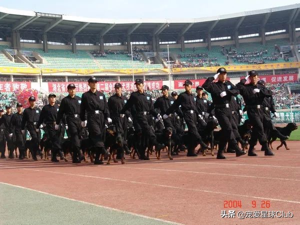 罗威纳犬有多强,宠物百科罗威纳