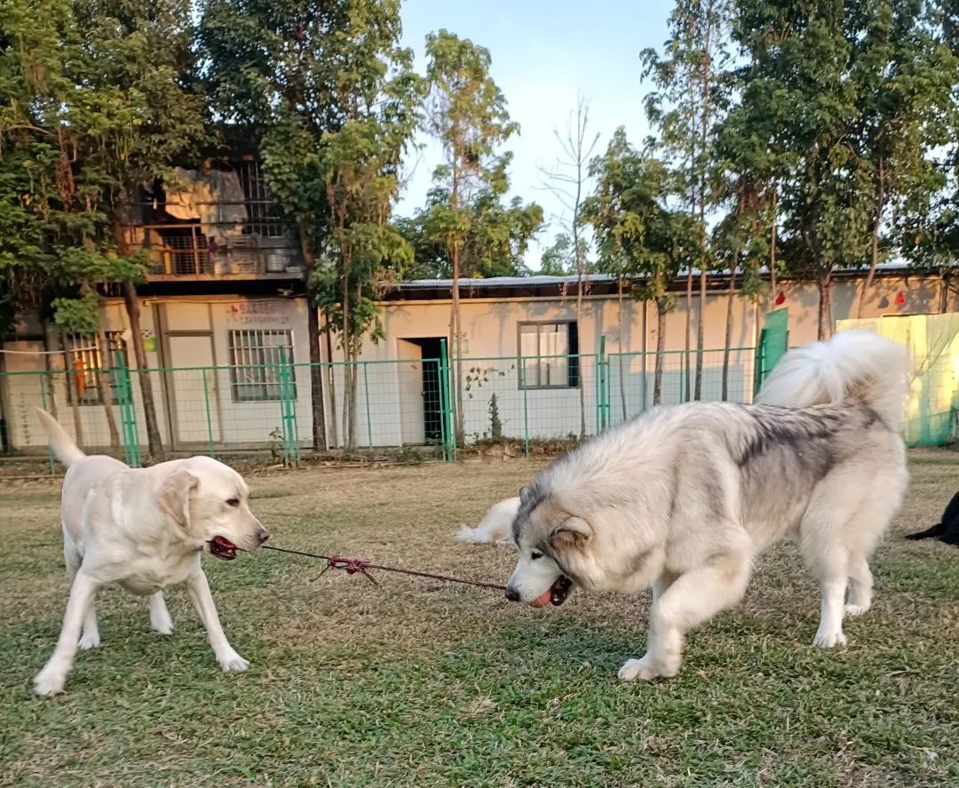 为什么季节转换狗狗会焦躁不安,秋季狗狗常见病的症状及治疗方法