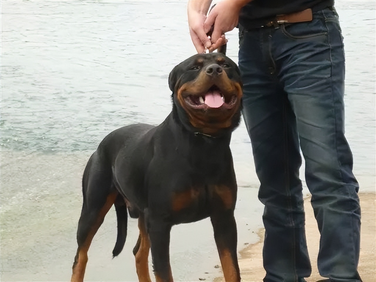 罗威纳百科全书,罗威纳犬训练教程