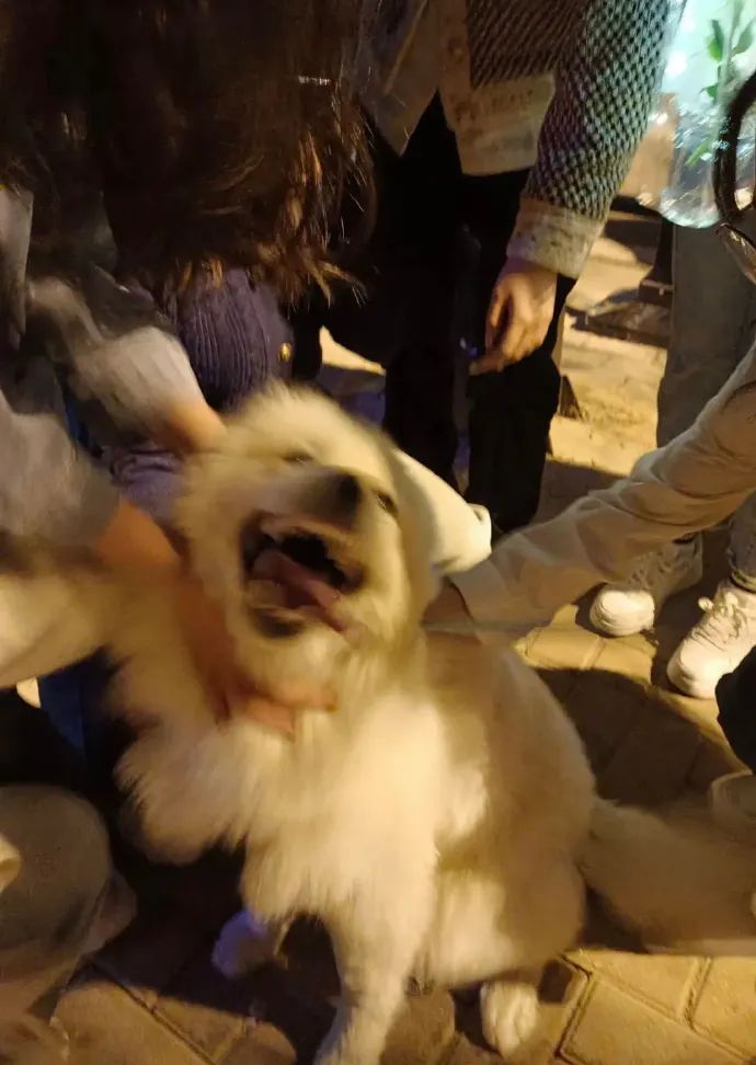 狗子坐飞机一秒钟被亲了八次，毛都快撸秃了…空姐：是不是轮到我