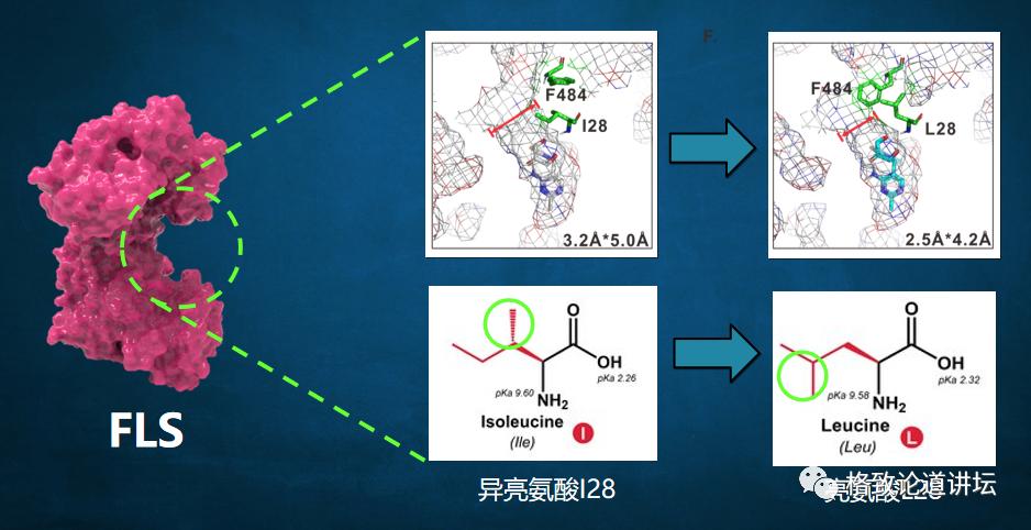 二氧化碳变成淀粉靠谱吗,用二氧化碳合成的淀粉怎样吃