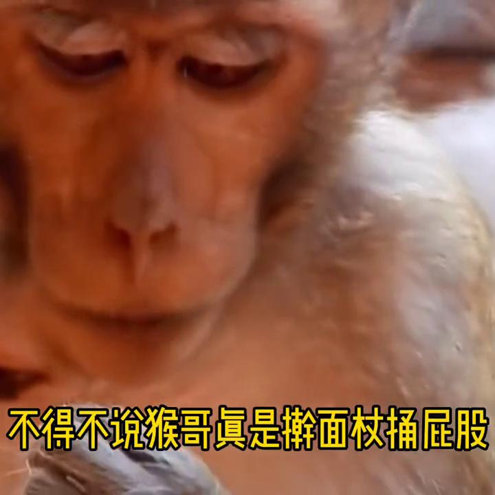 瘊子长脸上怎么办,猴子脸上长瘊子