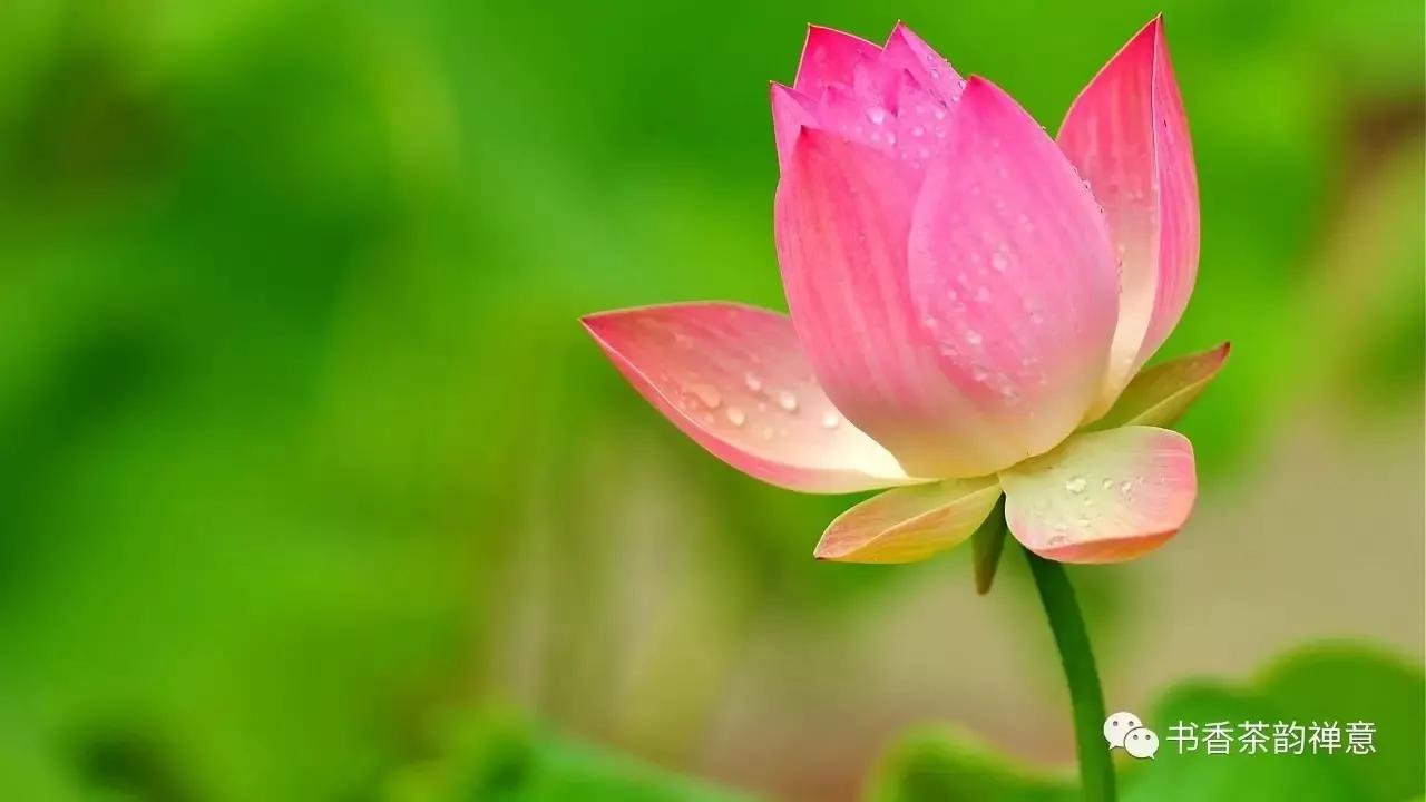 雨天喝茶去哪里,雨天周末喝茶