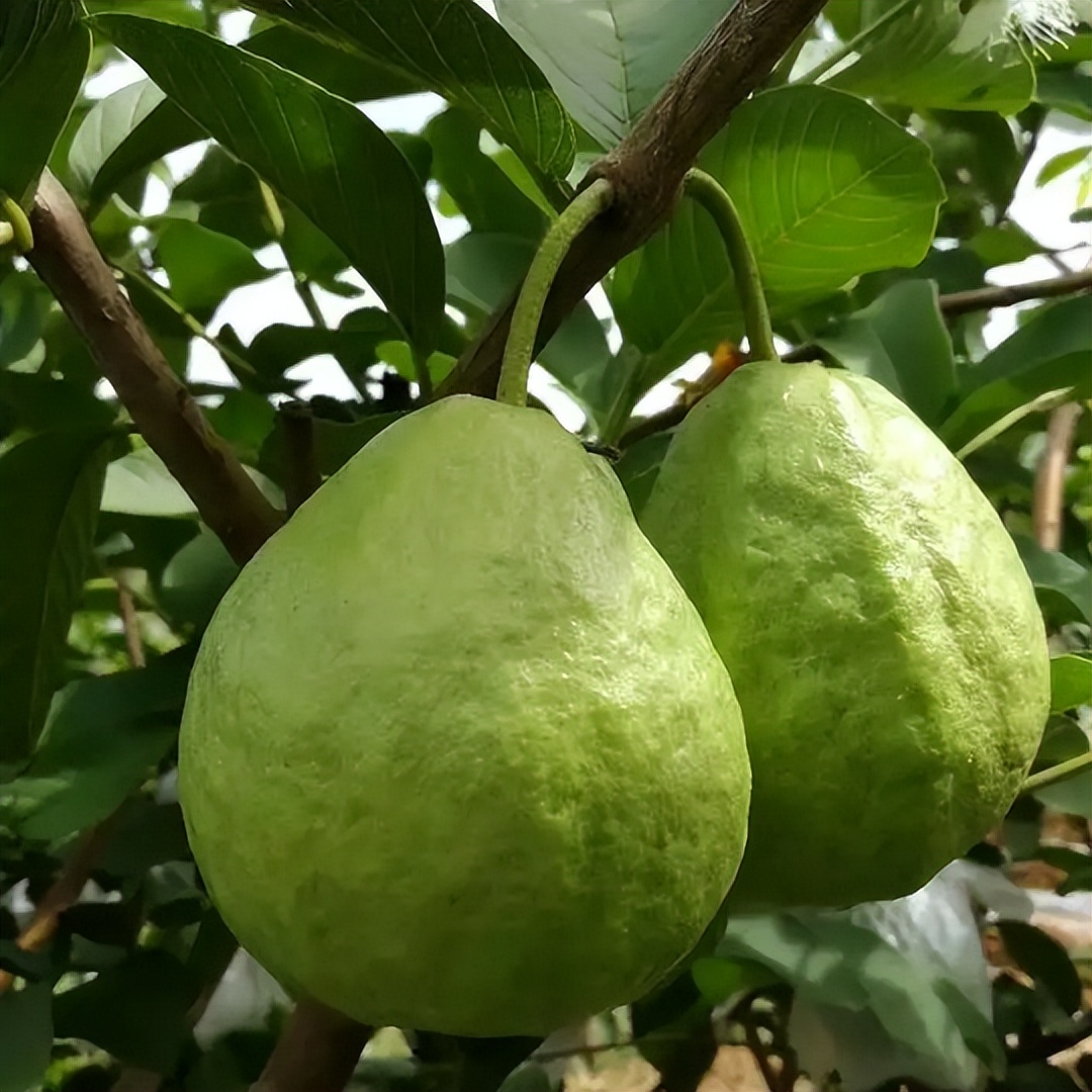 番石榴和石榴是同一种植物动物吗,请问番石榴和石榴是同一种水果吗