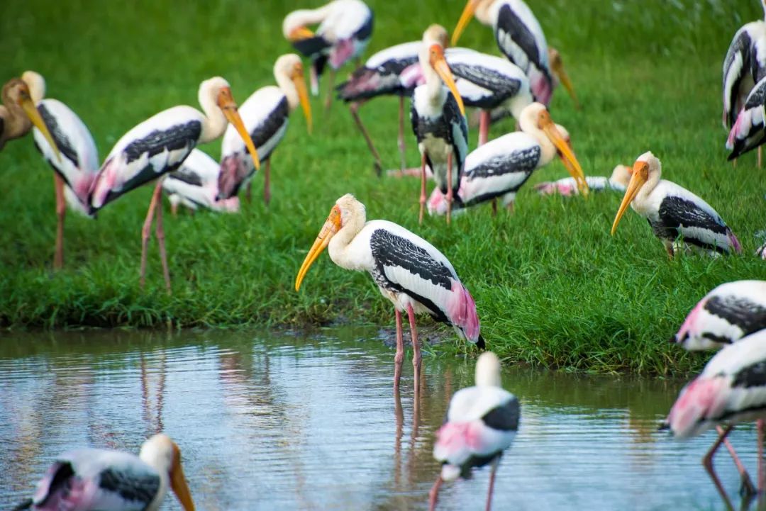 国庆3K起往返+极速电子签！去这个热带岛国度假也太香了吧