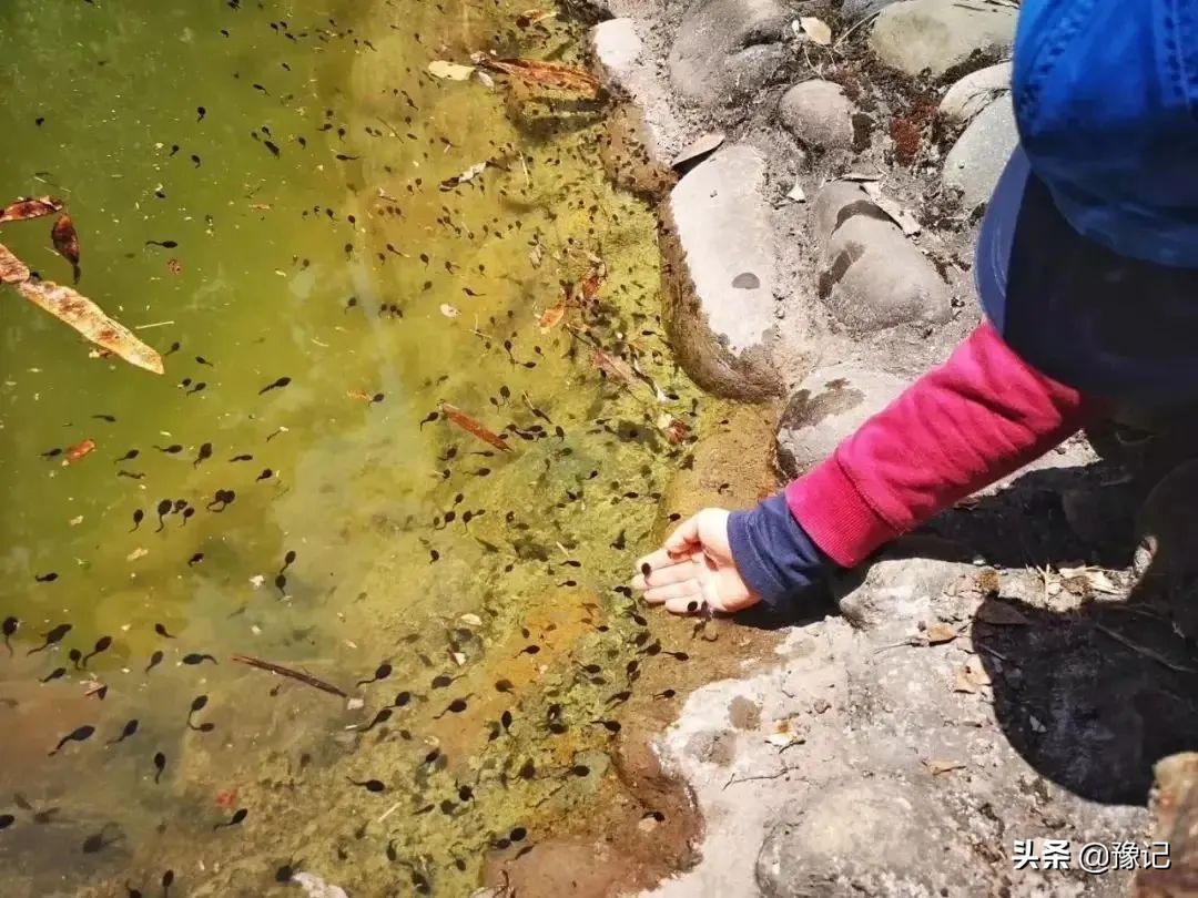 信阳人家家都有的tang，河南好多地方都没了