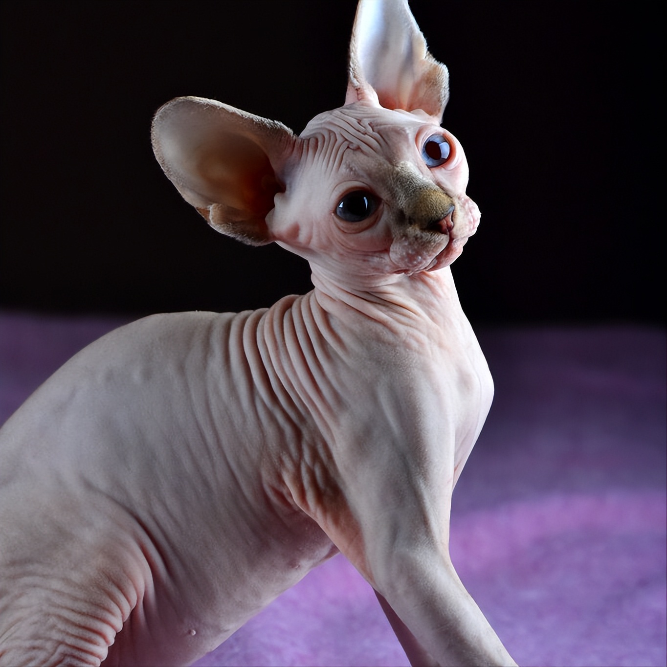 猫咪吃了辣椒辣的有点呕吐,当猫咪吃了辣的东西