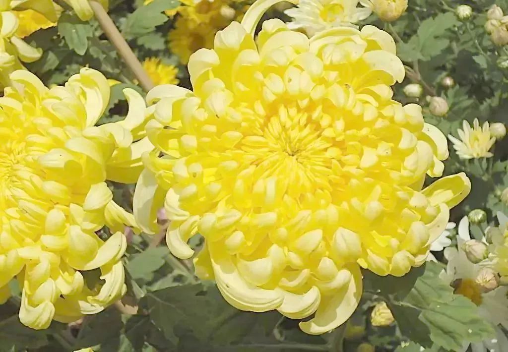 怀孕痔疮导致腹痛怎么办,怀孕痔疮变严重了怎么办