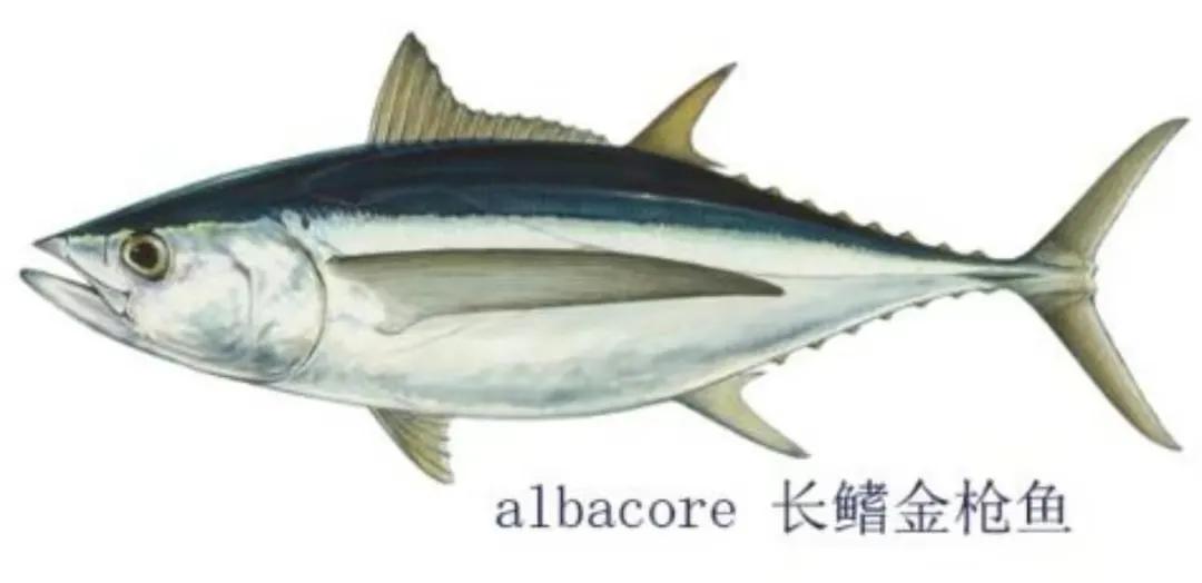 广东渔民捕获大鱼,渔民出海捕到一条106斤的鱼王